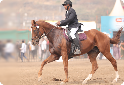 Horse Dressage