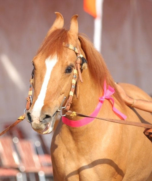 Kathiyawadi Horse
