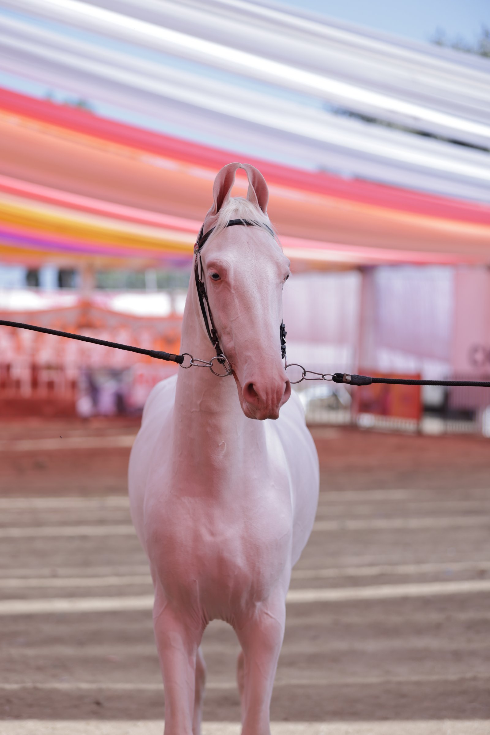 Nukra Horse