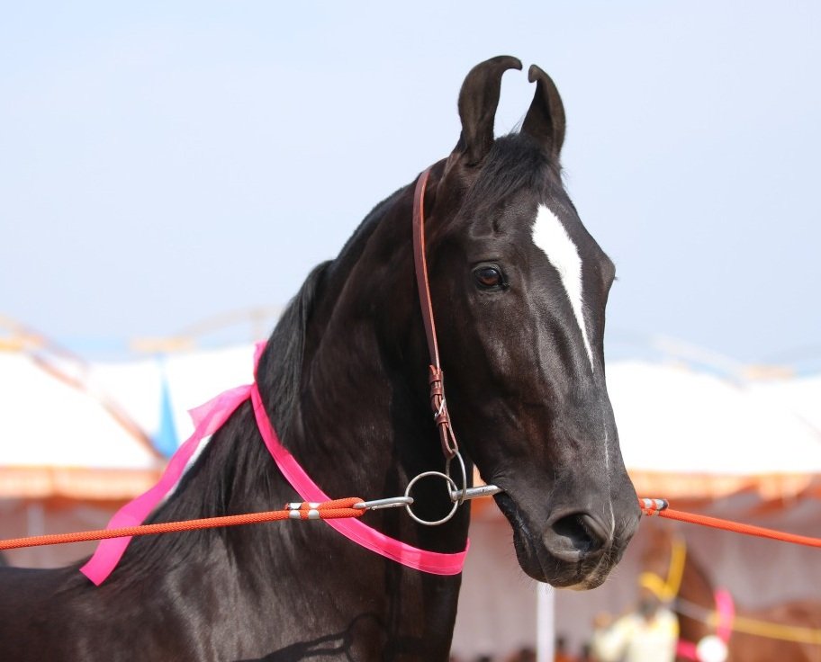 Marwadi Horse